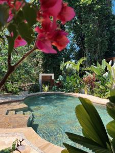 a large swimming pool in a garden with a red flower at Monkey House in Dominicalito