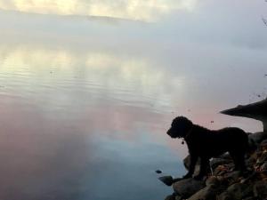 un perro parado en las rocas junto a un cuerpo de agua en Escape to Tree House Island Life, en Monmouth
