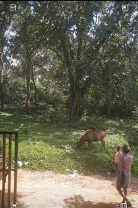 una persona que toma una foto de una vaca en un campo en Wild Window - Forest View Homestay, en Thekkady