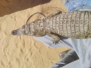 a close up of a crocodile on a bed at NeNeKaTo Nubian House in Aswan