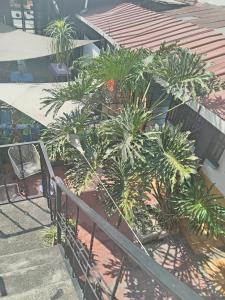 a group of palm trees on the side of a building at Casa 27 in Antigua Guatemala