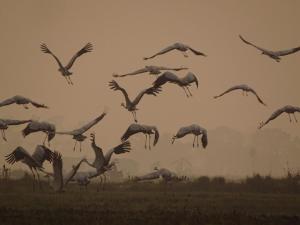 a flock of birds flying in the air at Kasara Chitwan in Chitwan