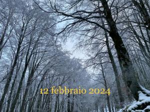 un groupe d'arbres avec de la neige sur eux dans l'établissement Nel cuore di Pescasseroli, à Pescasseroli