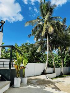 a palm tree sitting next to a white fence at Pig Dive Hostel Moalboal in Moalboal