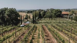 une vue aérienne sur un vignoble planté de vignes dans l'établissement Podere Biagio, à Valiano