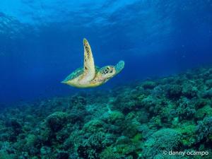 een groene schildpad zwemmend over een koraalrif bij Liberty's Community Lodge and Diving in Dumaguete