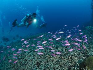 two people swimming in the ocean with a school of fish at Liberty's Lodge and Diving - Apo Island in Dumaguete