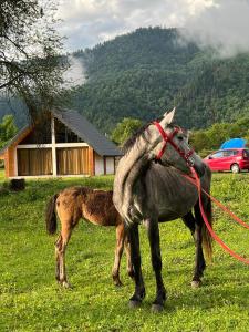 Fotografie z fotogalerie ubytování Borjomi inn Cottages v destinaci Bordžomi