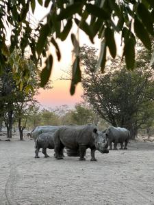 a herd of rhinos standing in a field at Sukulu Reserve in Livingstone