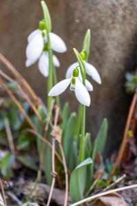 a group of white flowers growing in the dirt at Navial in Gabrovo