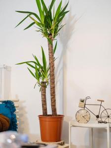 twee palmbomen in een pot op een tafel bij Appartement Cosy et chaleureux in Montreuil
