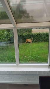 a deer walking in the grass seen through a window at Townhouse With Nature As Neighbor in Brande