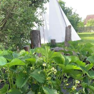 d'un jardin avec des plantes vertes et une tente blanche. dans l'établissement TeePee OPPIDUM Praha-MotoFamily, à Lhota