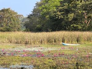 un bateau assis dans un champ avec des fleurs roses dans l'établissement Magalle Wewa Villa, à Nikaweratiya