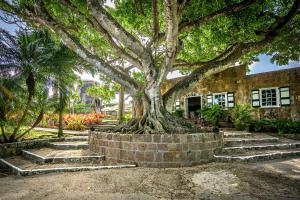 un grand arbre devant un bâtiment avec des escaliers dans l'établissement Montpelier Plantation & Beach, à Nevis