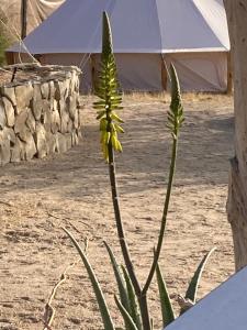Fotografie z fotogalerie ubytování BCS BuenaOnda sea view bell tent v destinaci El Sargento