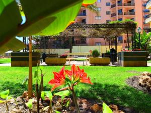 eine rote Blume in einem Garten in einem Park in der Unterkunft Luminoso apartamento de 3 dormitorios a pie de playa en Torremolinos in Torremolinos