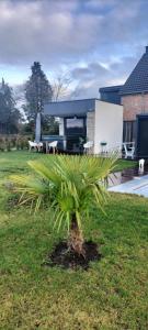 a palm tree in the yard of a house at Trees Fontain in Jalhay