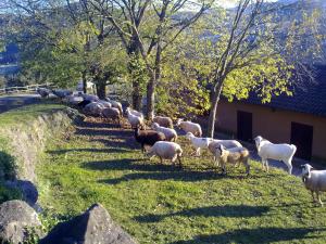 una manada de ovejas de pie en un campo de hierba en Casa de colònies La Cadamont, en Sant Joan les Fonts