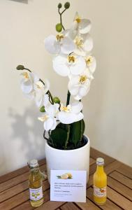 um vaso branco com flores brancas sobre uma mesa em Studette de 17m2 avec parking privé gratuit Climatisation et petite cuisine em Menton
