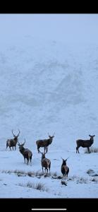 a group of animals standing in the snow at Ben Nevis Manor Lodge & Indoor Private Hot-Tub in Fort William