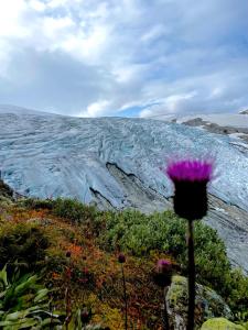 VeitastrondにあるTungestølenの大氷河前の花