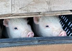 two pigs poking their heads out of a pen at GRAEFL MAJOR Kétútköz in Poroszló