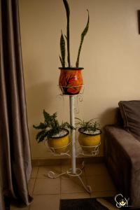 dois vasos de plantas numa bancada numa sala de estar em The Unit em Nyeri