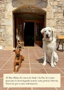 dos perros sentados frente a una casa en Ecoturisme Mas Ribas, en Palamós