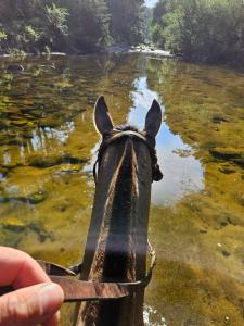 a person holding the reins of a horse looking at the water at La Azotea cabañas & suites in La Cumbrecita