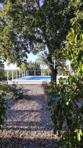 een tuin met een boom en een zwembad op de achtergrond bij Trullo Iris in Cisternino