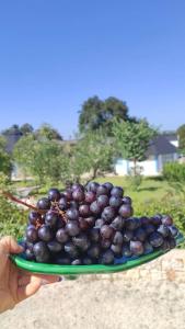 a person holding a plate of black grapes at Trullo Iris in Cisternino