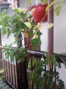 a plant in a vase on a fence at Apartaestudios La Baranda in Salento
