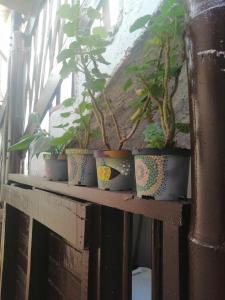 uma fila de vasos de plantas sentadas numa prateleira de madeira em Apartaestudios La Baranda em Salento