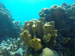 una imagen submarina de un arrecife de coral en Las Flores Econativo, en Isla Grande