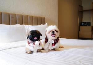 Twee honden zitten op een bed met strikjes om. bij Away Bangkok Riverside Kene in Bangkok +85 foto's