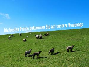 una manada de ovejas pastando en un campo de hierba en Apartmenthaus Wattwurm, en Friedrichskoog