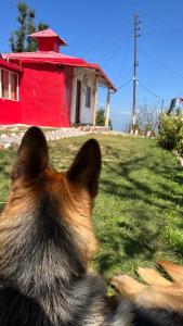 Domácí mazlíčci ubytovaní s hosty v ubytování Bagheecha Homestay