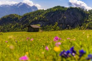 a field of flowers with a shack in the mountains at Das Uhrmacherhaus in Lofer