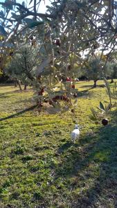 a bird standing in the grass under a fruit tree at Studio indépendant dans Ferme Equestre in Aups