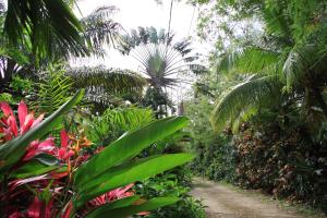 a path through a tropical garden with palm trees at Gites La Bananeraie in Le François