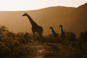 a group of giraffes standing on a dirt road at Wildehondekloof Game Lodge in Matjiesrivier