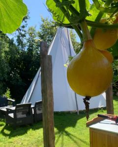 a large yellow onion hanging from a plant at TeePee OPPIDUM Praha-MotoFamily in Lhota