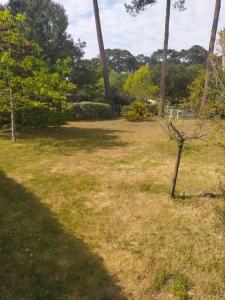een park met een boom in het gras bij Petite maison à Biscarrosse - Plage in Biscarrosse