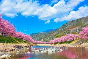 um rio com cerejeiras cor-de-rosa numa encosta em Ramjet Kisami Beach House Shimoda - Enjoy Spring Cherry Blossom, Beaches and BBQ! em Shimoda