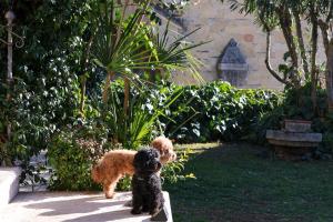 dos perros están parados en un patio en Aurelia Maison en Verona