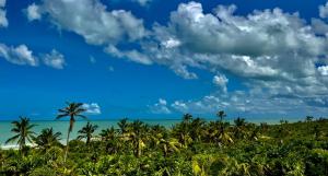 - une vue sur la plage bordée de palmiers et l'océan dans l'établissement Casa Mia El Cuyo Eco Beach Boutique Hotel, à El Cuyo