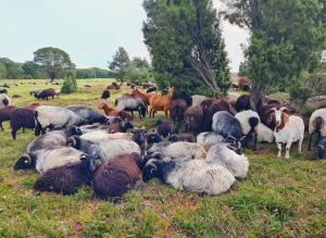 ビスピンゲンにあるHeide Ferien - Hof Bockelmannの野山羊等の群れ
