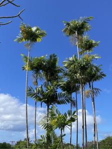 un grupo de palmeras contra un cielo azul en Morris Apartments, en Saint James