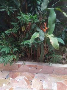 Afbeelding uit fotogalerij van Appartl zobda Quitman in Saint-Joseph +22 foto's